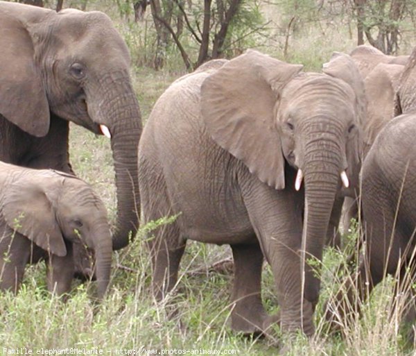 Photo d'Elphant d'afrique