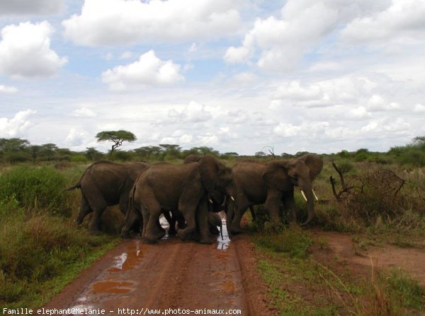 Photo d'Elphant d'afrique