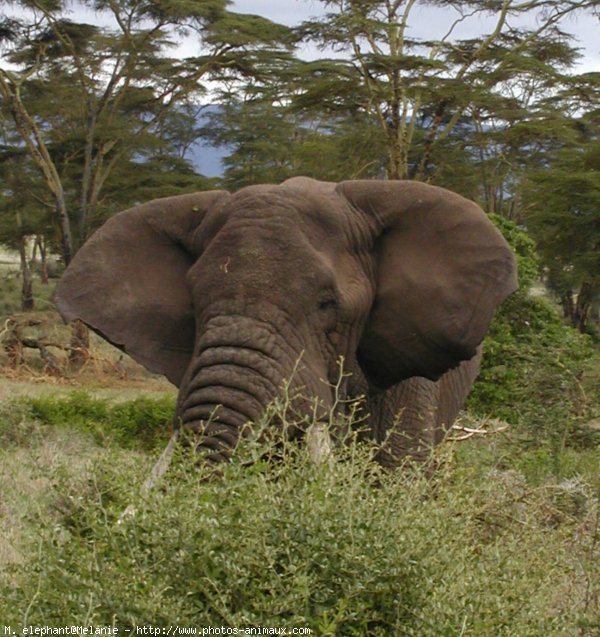 Photo d'Elphant d'afrique