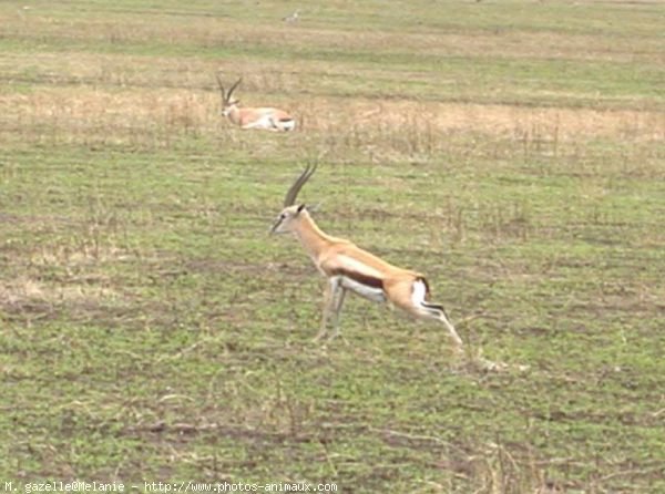 Photo de Gazelle