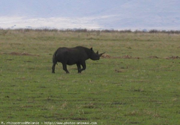 Photo de Rhinocros