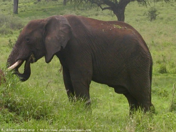 Photo d'Elphant d'afrique