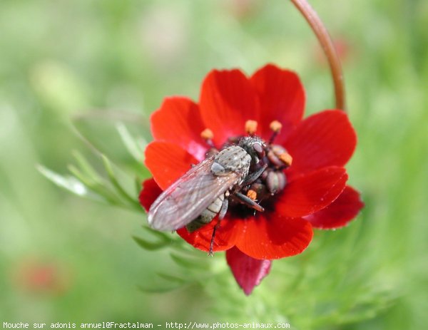 Photo de Mouche