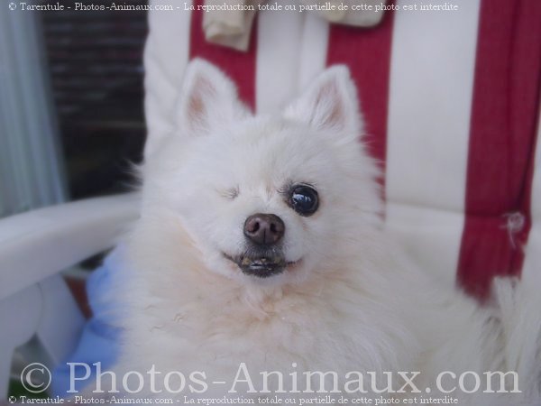 Photo de Spitz moyen