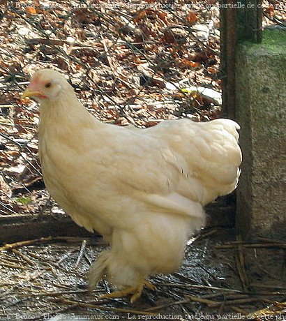 Photo de Poule