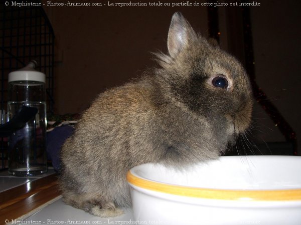 Photo de Lapin