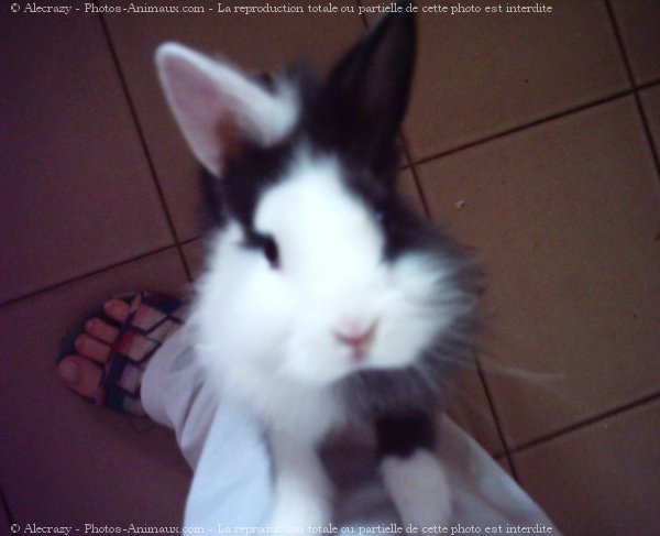 Photo de Lapin