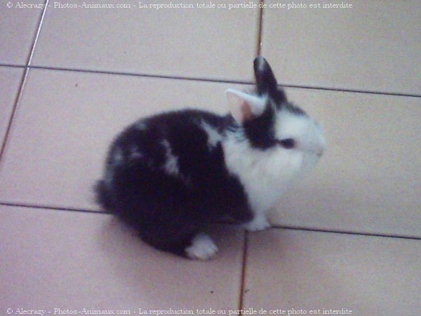 Photo de Lapin