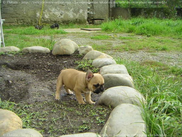 Photo de Bouledogue franais