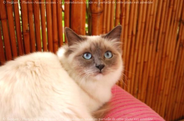 Photo de Sacr de birmanie