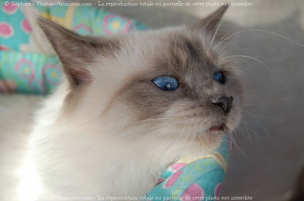 Photo de Sacr de birmanie