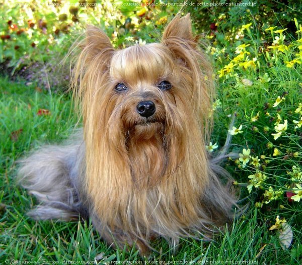 Photo de Yorkshire terrier