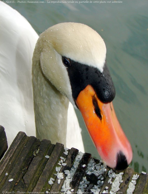 Photo de Cygne