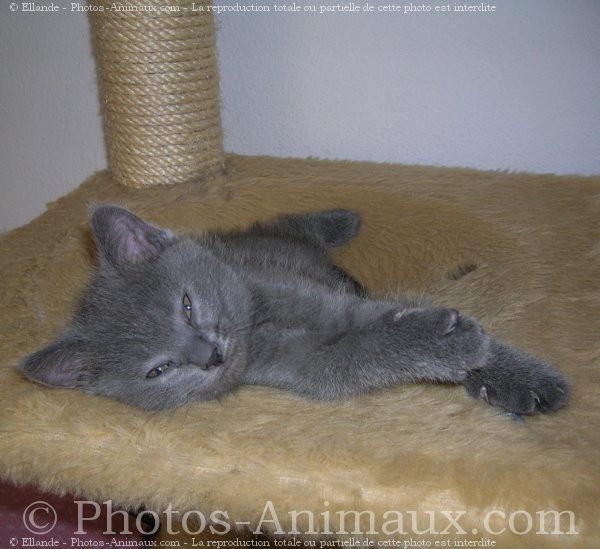 Photo de Chartreux