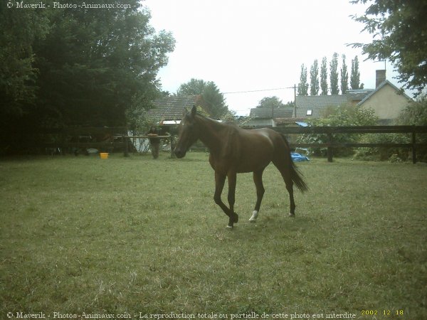 Photo de Trotteur franais