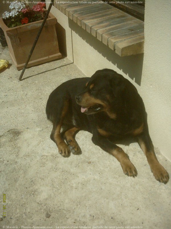 Photo de Rottweiler