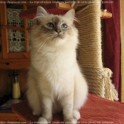 Photo de Sacr de birmanie