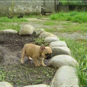 Photo de Bouledogue franais