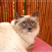 Photo de Sacr de birmanie