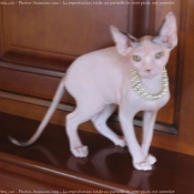 Photo de Sphynx