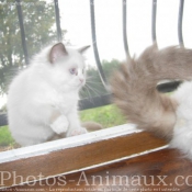 Photo de Ragdoll