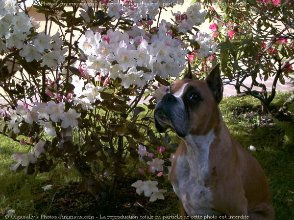 Photo de Boxer