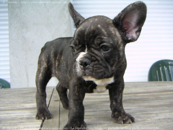 Photo de Bouledogue franais