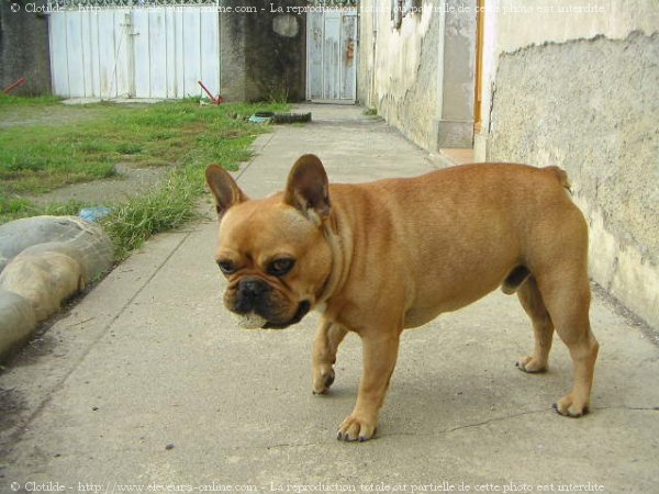 Photo de Bouledogue franais