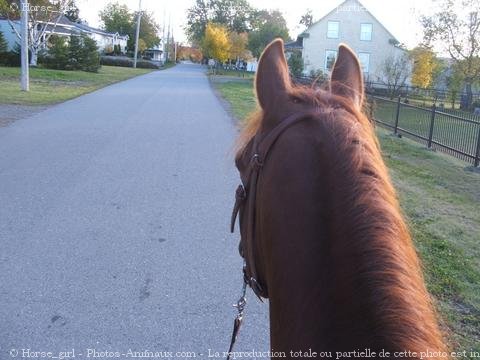 Photo de Quarter horse