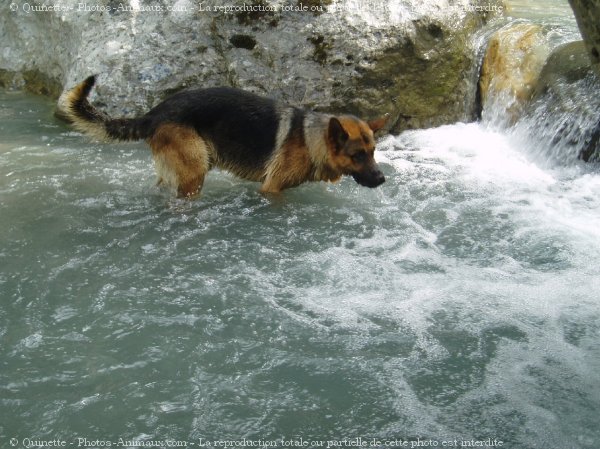 Photo de Berger allemand  poil court