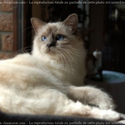 Photo de Sacr de birmanie