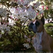 Photo de Boxer