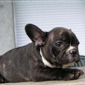 Photo de Bouledogue franais