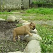 Photo de Bouledogue franais