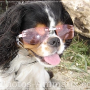 Photo de King charles spaniel