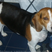 Photo de Beagle