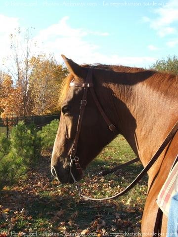 Photo de Quarter horse