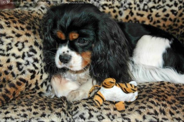 Photo de Cavalier king charles spaniel