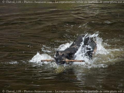 Photo de Berger allemand  poil court