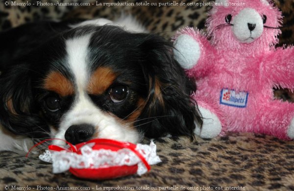 Photo de Cavalier king charles spaniel