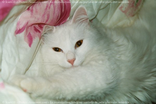 Photo d'Angora turc