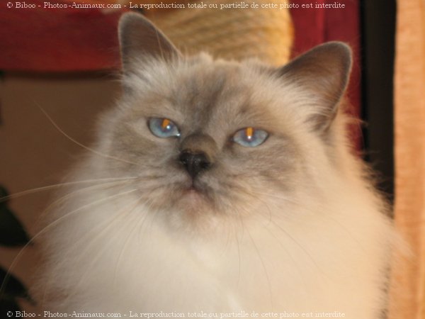 Photo de Sacr de birmanie