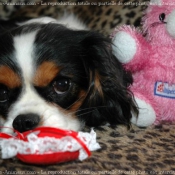 Photo de Cavalier king charles spaniel