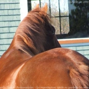 Photo de Quarter horse