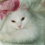 Photo d'Angora turc