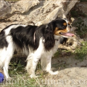 Photo de King charles spaniel