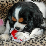 Photo de Cavalier king charles spaniel