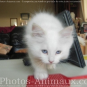 Photo de Ragdoll