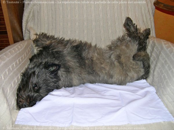 Photo de Cairn terrier