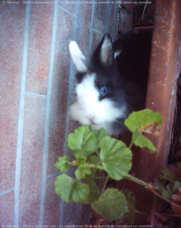 Photo de Lapin